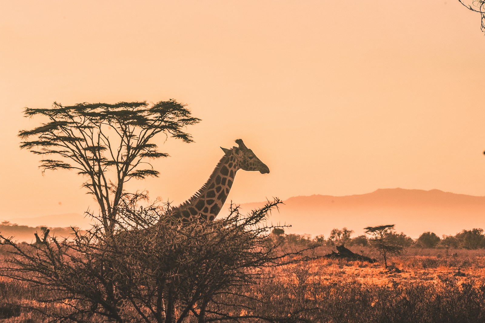 Africa Investments